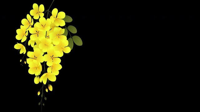 Golden Shower Flowers with Green Leaves &ndash; Cassia Fistula, Kanikonna Flower for Kerala Vishu Festival on Black Background