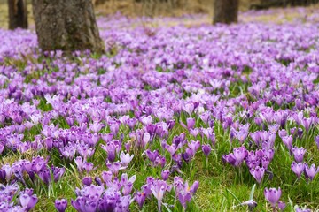Spring field with crocus flowers