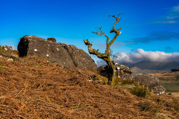 Lone dead tree on hillside in mountainous terrain