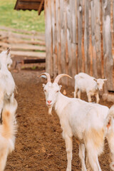 Goat farm, goats in the stable