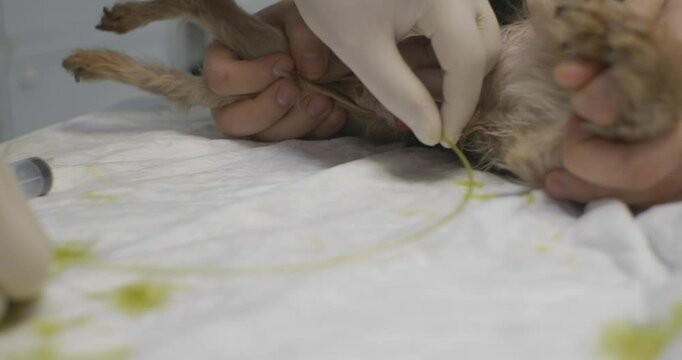 Veterinarians perform catheterization of the bladder on a dog lying on the procedural table. Demonstrating the process of inserting the urinary catheter and ensuring the outflow of urine.
