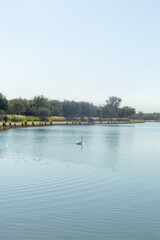 Fototapeta premium Swan on a Calm Lake with Scenic Landscape