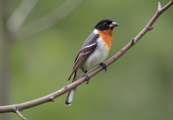 Obraz premium Scarlet Tanager Perched on Branch