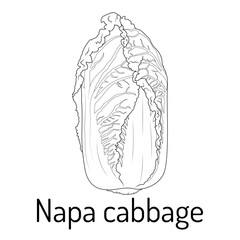 Detailed black and white line art of a Napa cabbage. Ideal for educational materials, botanical illustrations, food guides, recipe books, coloring pages, and healthy eating concepts.