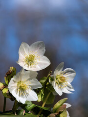 Obraz premium Christrosen Heleborus blühen in weiß vor blauem Himmel