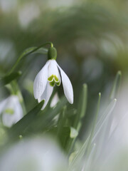 Die letzten Schneeglöckchen blühen in der Gartenwiese