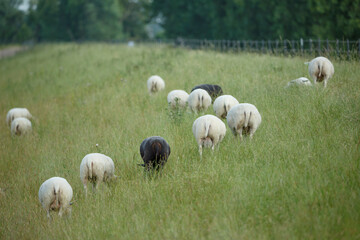 Fototapeta premium Herd of sheep grazing in a lush green meadow during a sunny day in the countryside