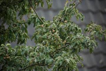 Branches of a tree filled with green leaves and budding fruit captured during a sunny day in late spring at a residential home