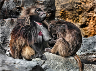 Gelada baboon couple on the stone. Latin name - Theropithecus gelada	