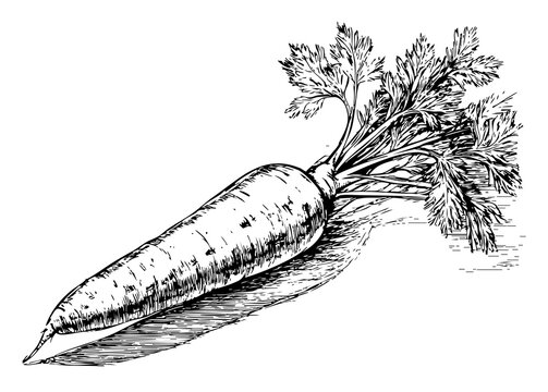 Rysunek marchewki