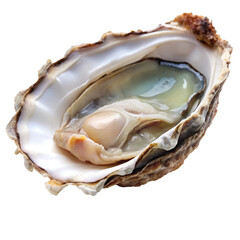 Open oyster isolated on transparent background