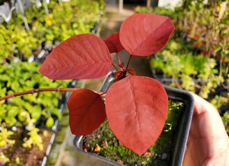 Closeup of the vibrant red leaves of Caribbean Copper Plant, also known with scientific name...
