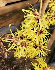 Vibrant yellow flowers of Sunburst Witchhazel plant with scientific name Hamamelis intermedia