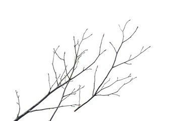 Fototapeta premium Delicate, bare branches isolated against a pure white backdrop, background, beauty