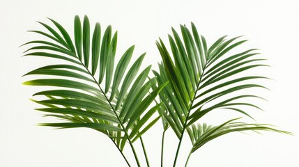 Fresh Tropical Leaves on White Background for Nature Inspired Decor