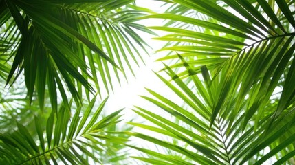 Lush Green Palm Leaves Framing Bright Tropical Sky Above