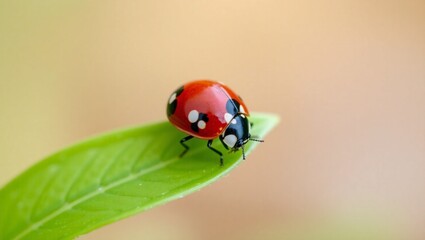 Obraz premium A red ladybug with black spots rests in macro closeup on a green leaf, ai generated