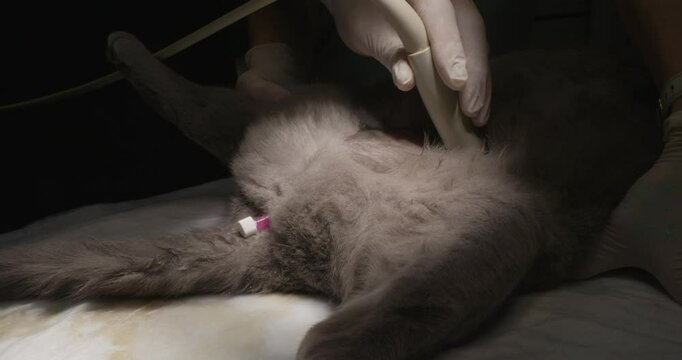 A veterinarian performing an ultrasound examination by a cat, focusing on the area of the bladder, while a cat lies on a table with a urinary catheter. Ultrasound of the bladder in a cat.