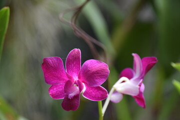 Dendrobium orchid