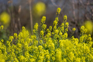 Fototapeta premium Blooming mustard on the shore of Hula Lake in Israel, selective focus
