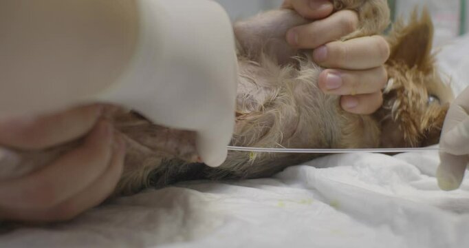 Veterinarians perform a procedure to insert a urinary catheter into a Yorkshire Terrier lying on an examination table at a veterinary clinic. Inserting a urinary catheter into a dog's urethra.