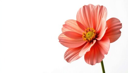 Large flower in isolation with prominent petals, large, petal, blossom