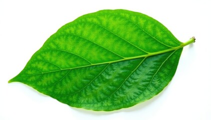 Large green leaf with veins on white background, isolated, leafy