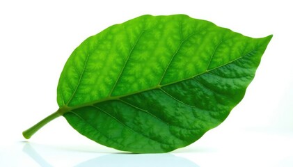 Obraz premium Large leaf isolated on white background with veins, foliage, botanical