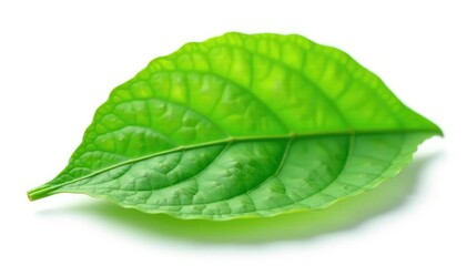 Obraz premium Single leaf with veins against white background, isolated, green
