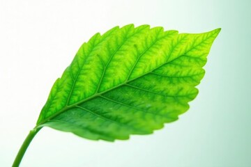 Obraz premium Single leaf with veins isolated on white background with soft focus, plant, bloom