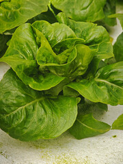 fresh butter head  in garden