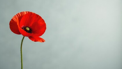 Fototapeta premium Single red poppy bloom against a neutral grey background, poppy, red