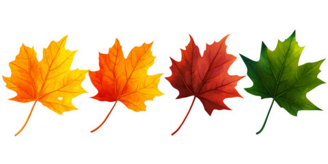Colorful maple leaves in autumn, isolated on a transparent background