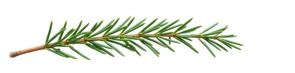 Fototapeta premium Single sprig of fir branch isolated on white background, nature, twig, evergreen
