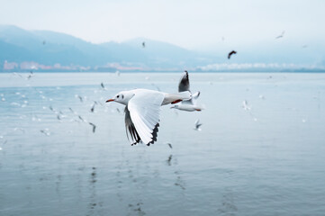 Seagulls flying over the lake