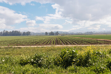 Fototapeta premium Agricultural Field with Green Crops and Wildflowers in the Foreground