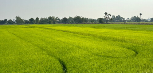 Beautiful Landscape of green rice fields in Thailand