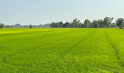 Beautiful Landscape of green rice fields in Thailand