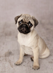 pug dog portrait