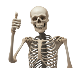 Anatomical skeleton giving positive thumb up transparent image. Smiling skull. Humorous anatomy isolated cutout 3d render. Skeletal gesture cut out clipart design element png