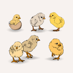 Hand drawn sketch little chickens set vector illustration. cute baby chicks drawing collection engraved retro style.
