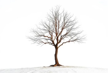 Lone deciduous tree, stark branches against bright white, illustration, ecology