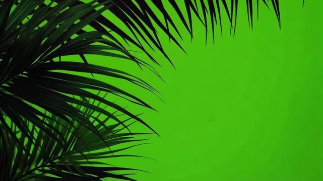 Silhouette of palm leaves on bright green background, copy space