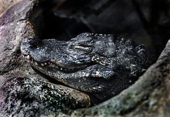 Chinese alligator's head. Latin name - Alligator sinensis