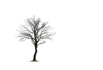 Fototapeta premium A lone tree stands stark against a pure white backdrop, horizontal, leaf