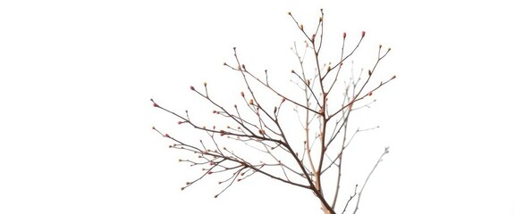 Obraz premium Delicate, bare branches isolated against a pure white backdrop, abstract, illustration