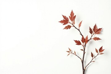 Fototapeta premium Delicate brown branches with sparse leaves against a stark white background, organic, isolated