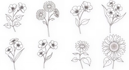Flower Line Art Collection Featuring Sunflower, Daisy, and Wildflower Drawings