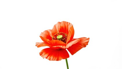 Single vibrant poppy flower, delicate petals, white backdrop, red, image