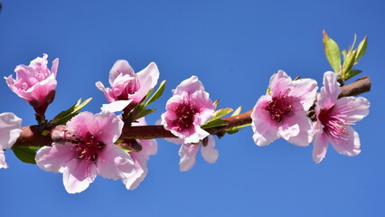 blossom of  peach tree in orchard,Spain